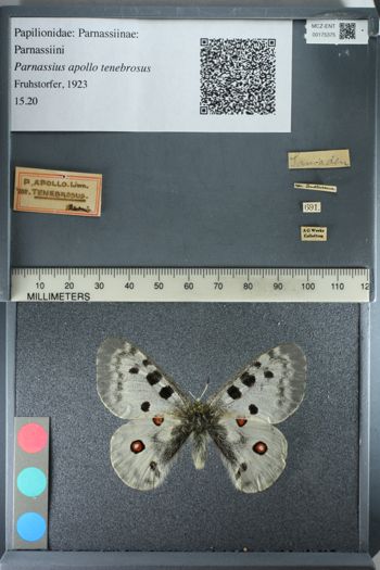 Media type: image;   Entomology 175375